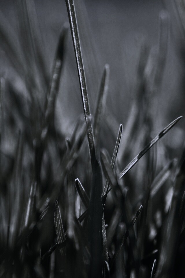 Ярко зеленая трава обои