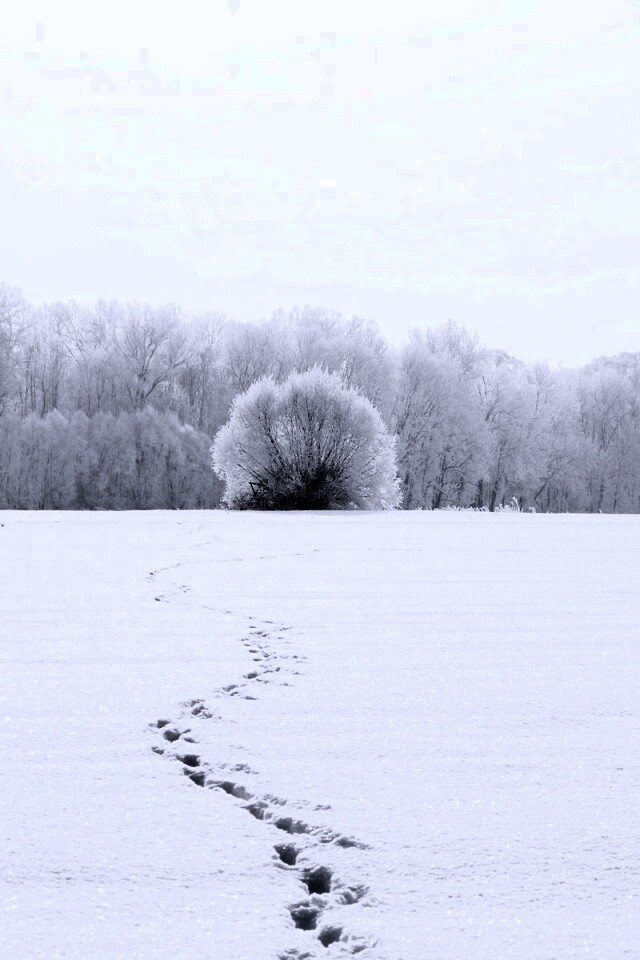 Следы на снегу обои