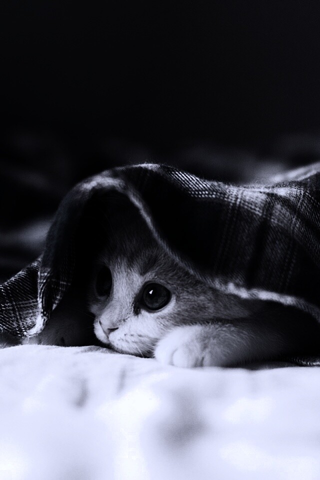 Котенок под одеялом обои