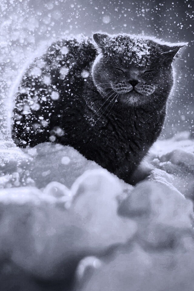 Британце в снегу обои