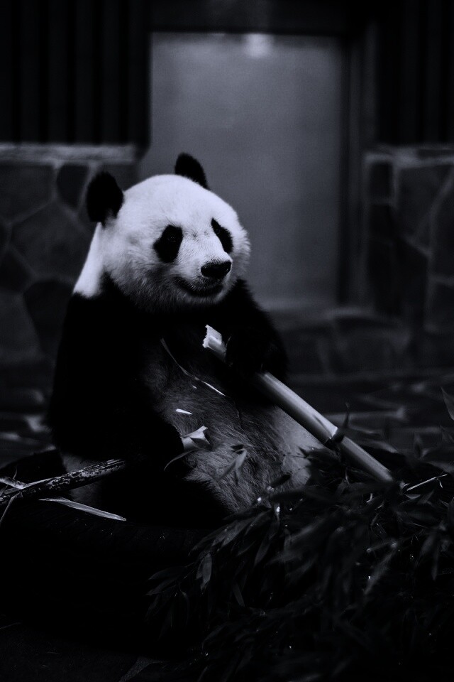 Панда точит бамбук обои