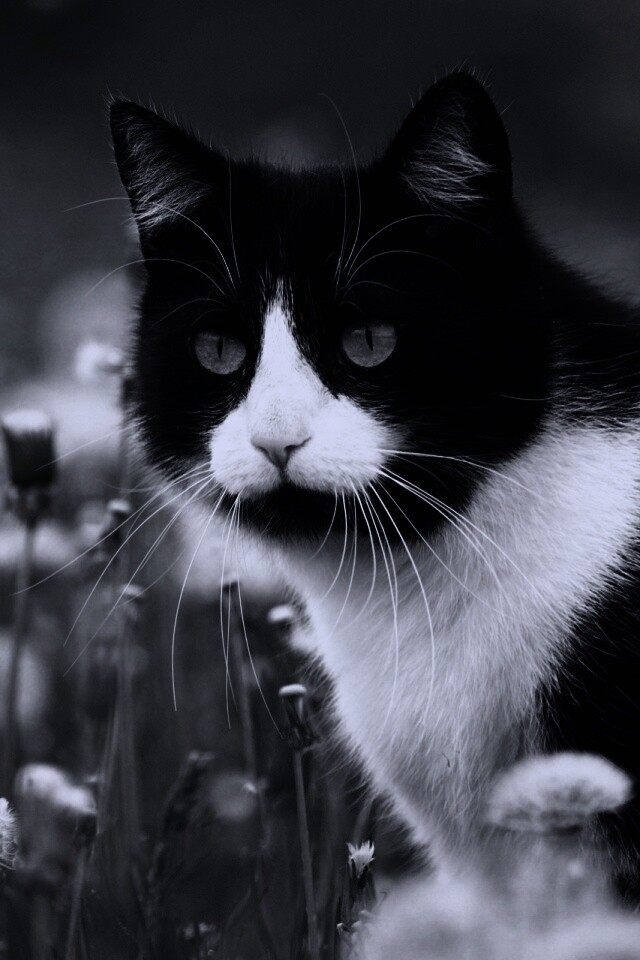 Кот в одуванчиках обои