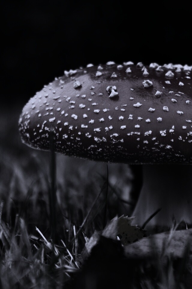 Мухомор обои