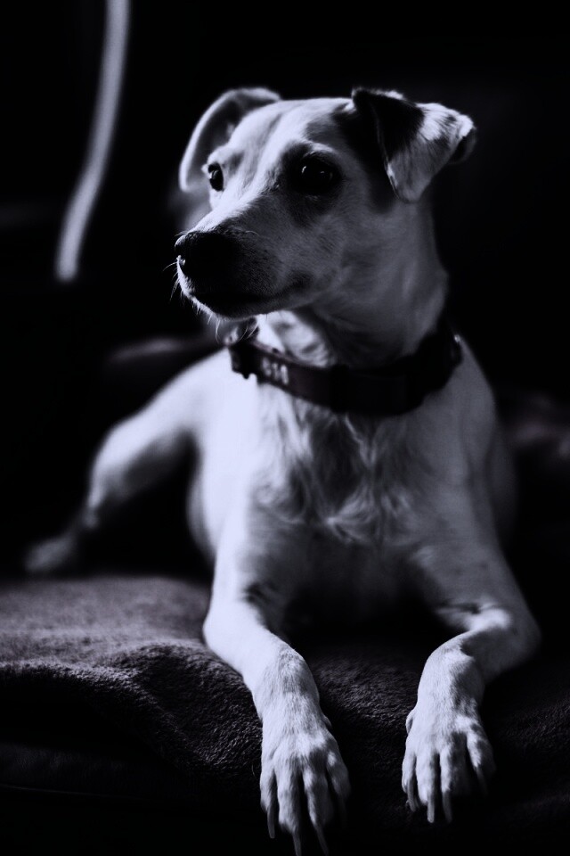 Собака на кресле обои