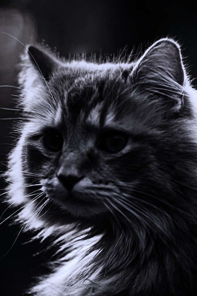 Рыжий кот в лучах солнца обои