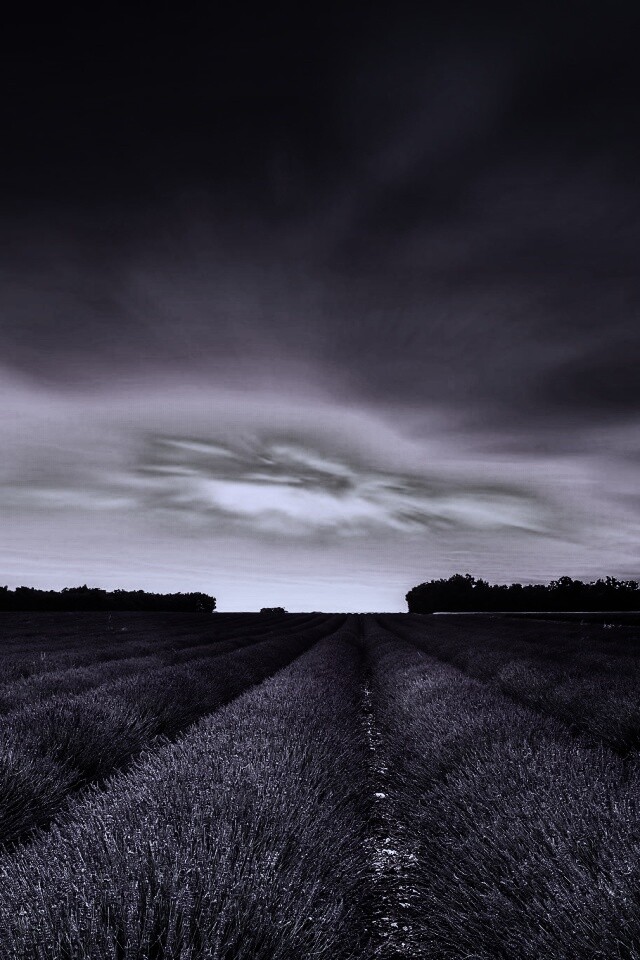 Поле фиолетовых цветов на закате обои