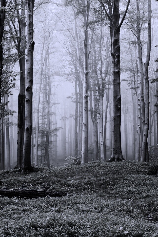 Опушка осинового леса обои