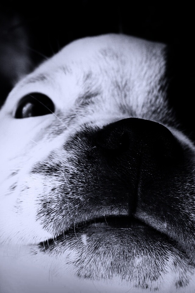 Бостонский терьер обои