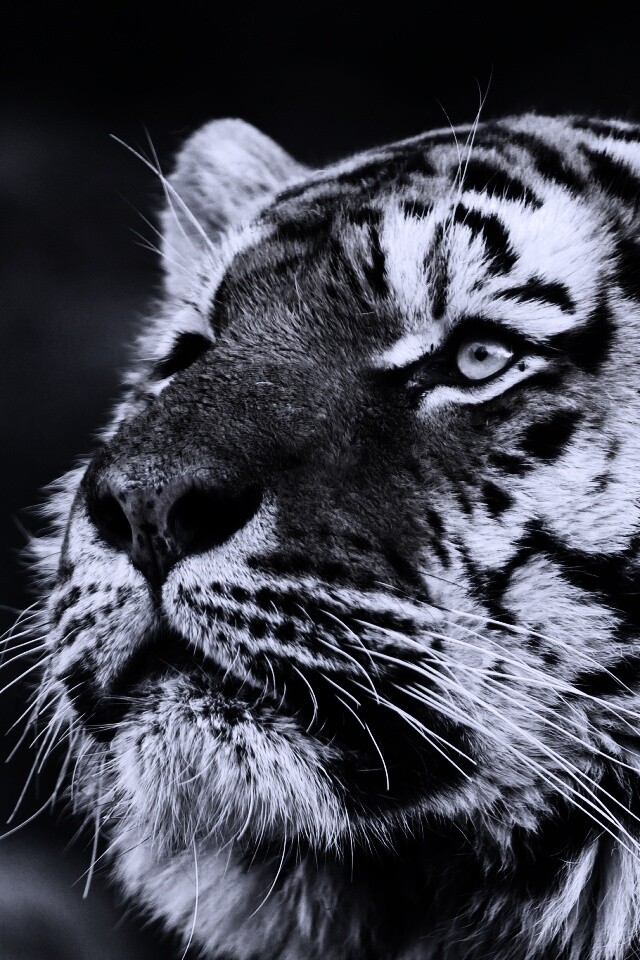 Амурский тигр обои