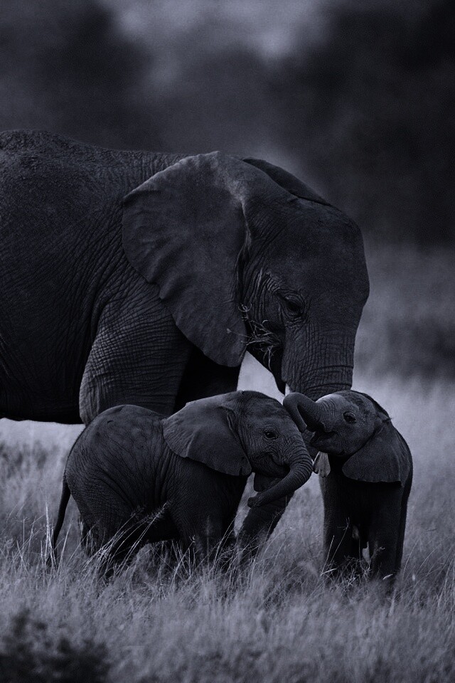 Слоны в национальном парке обои