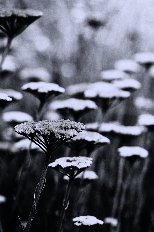 Солнцепоклонник обои