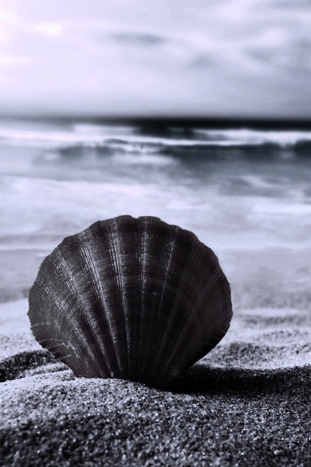 Раковина на летнем бережке обои