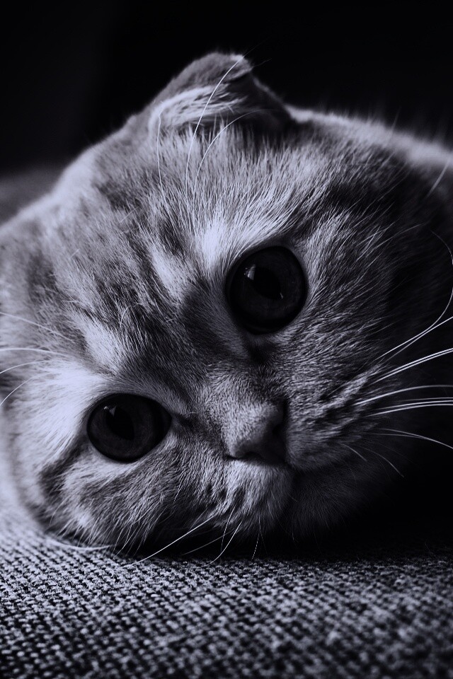 Скоттиш фолд рыжий обои