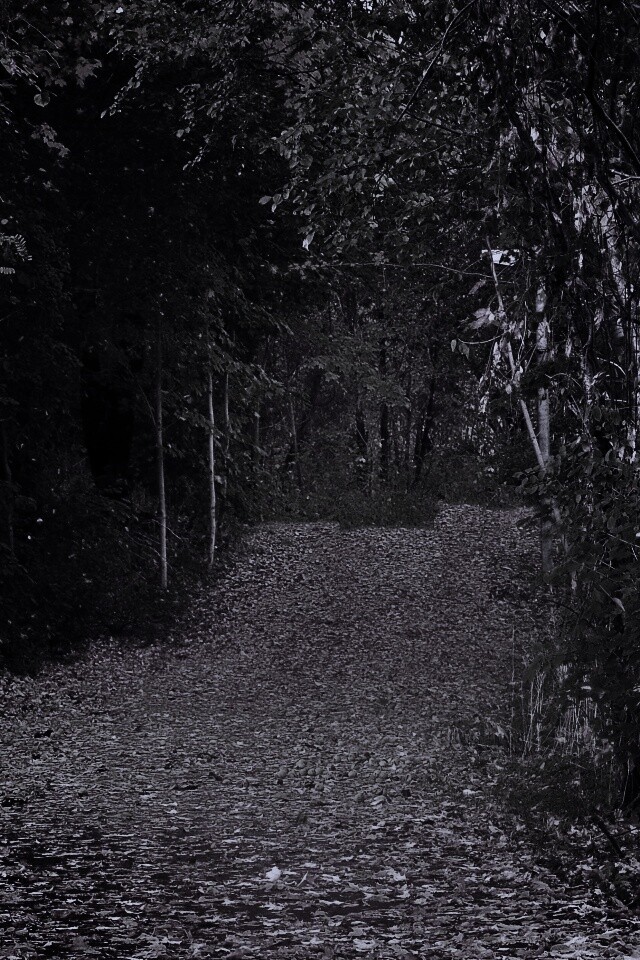 Дорожка в осеннем лесу обои