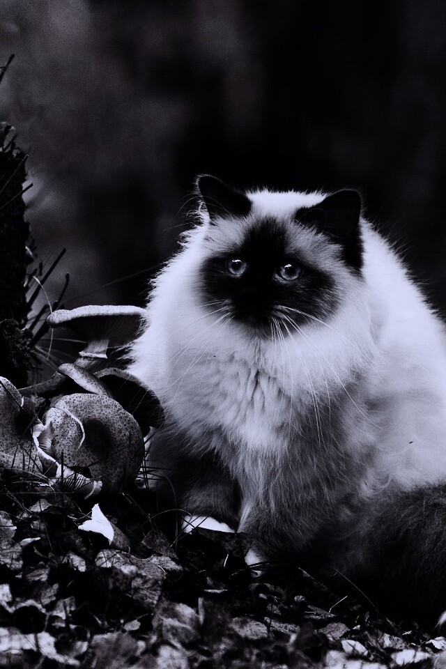 Пушистый кот среди пожелтевшей листвы обои