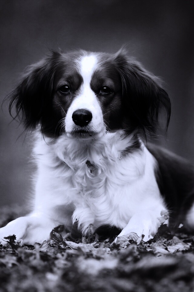 Собака на ковре из осенних листьев обои