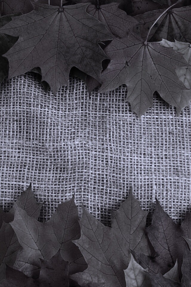 Желтые кленовые листья на холсте обои