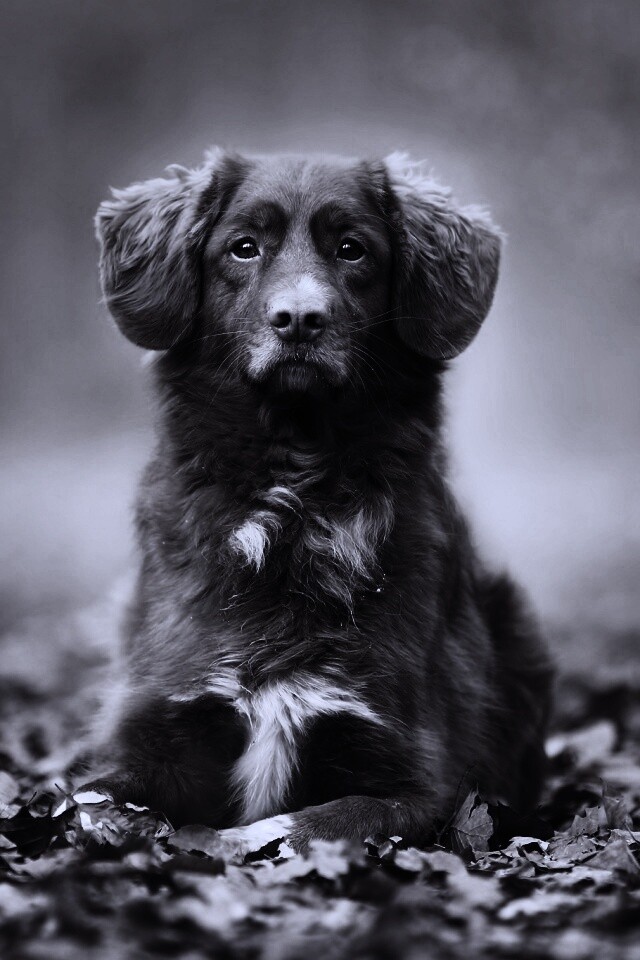 Осенний пес обои