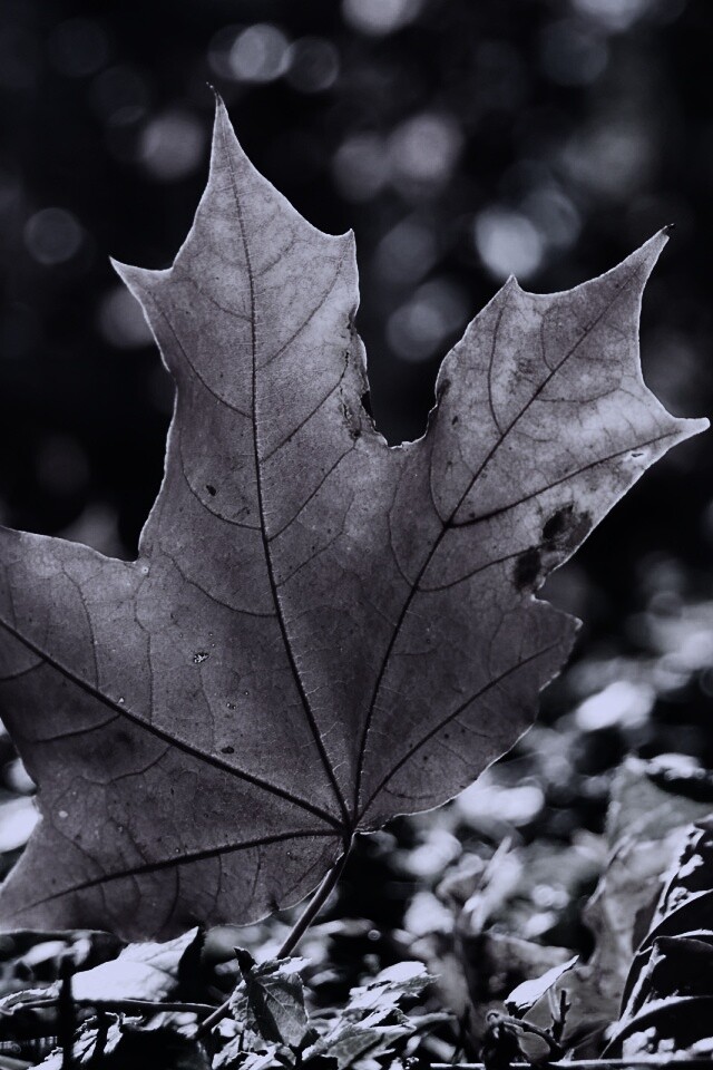 Желтый кленовый лист обои