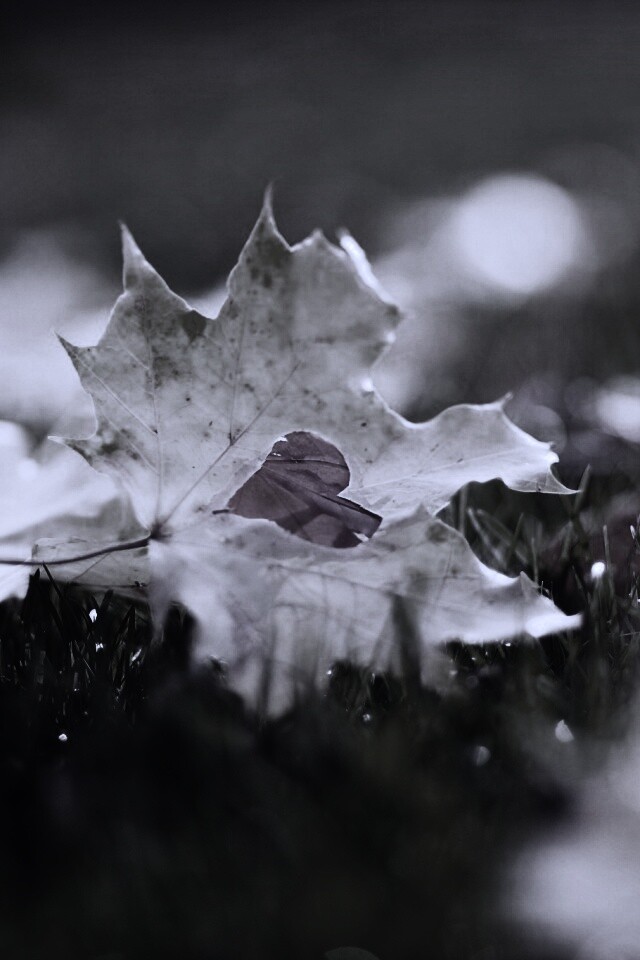 Листик в форме сердца обои