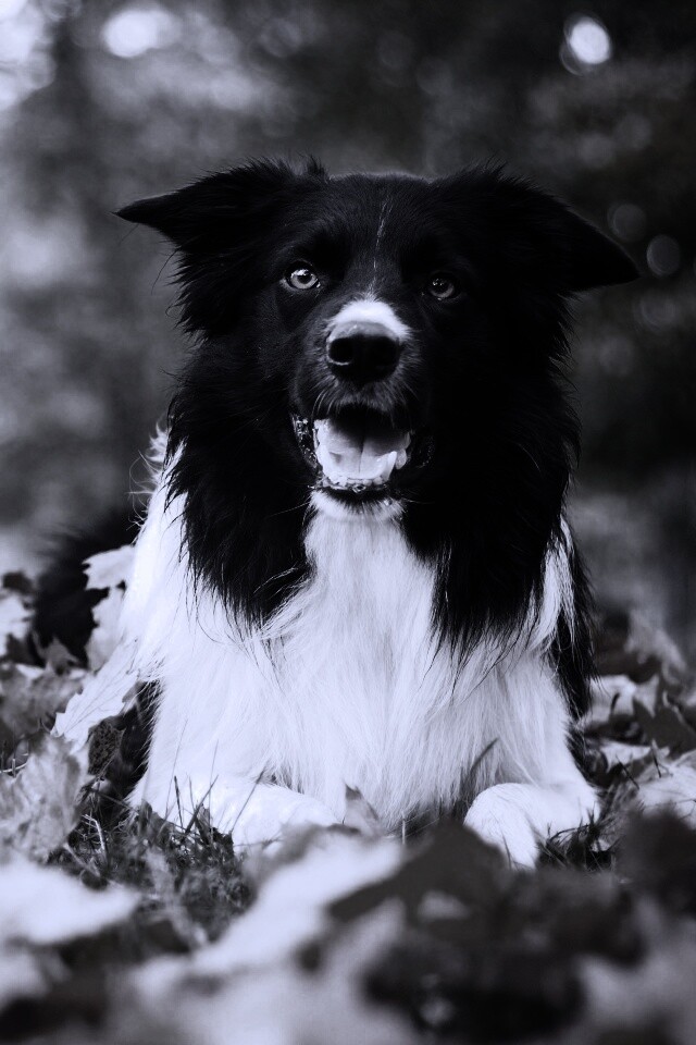 Пес среди листвы обои