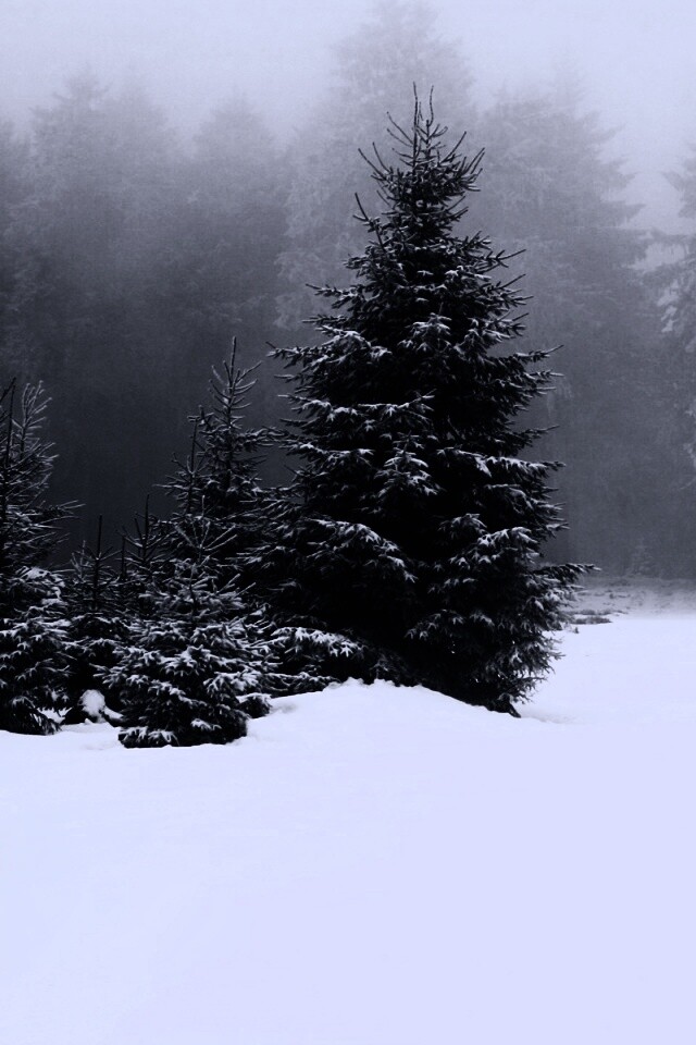 Ёлки в сугробах обои