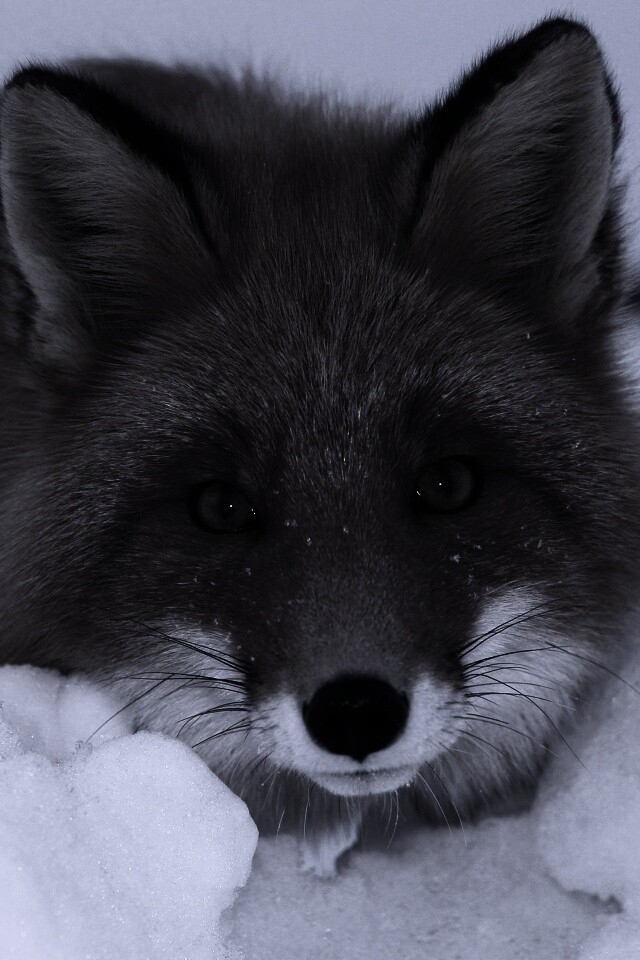 Рыжая лиса в снегу обои