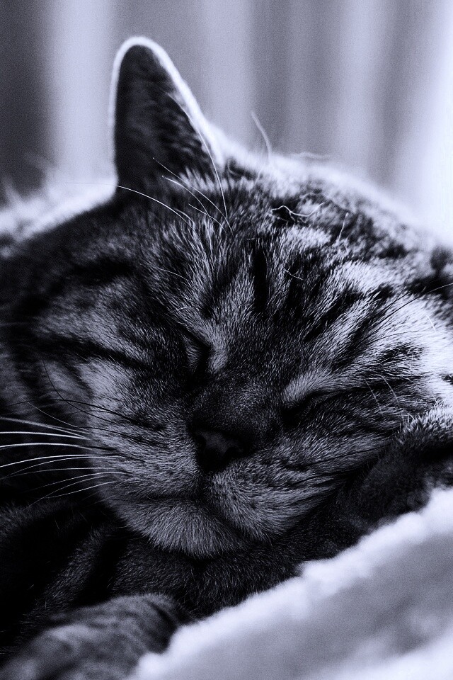 Спящий кошак обои