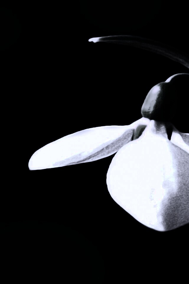 Белый цветок обои