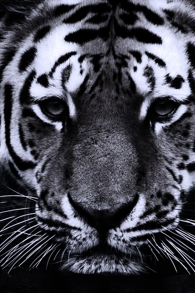 Купание тигра обои