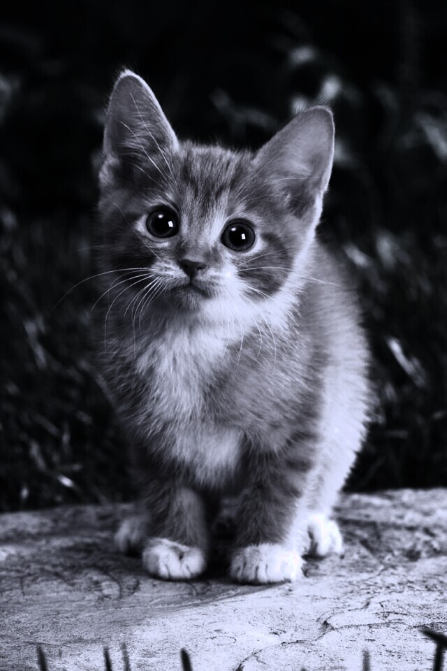 Котенок в саду обои