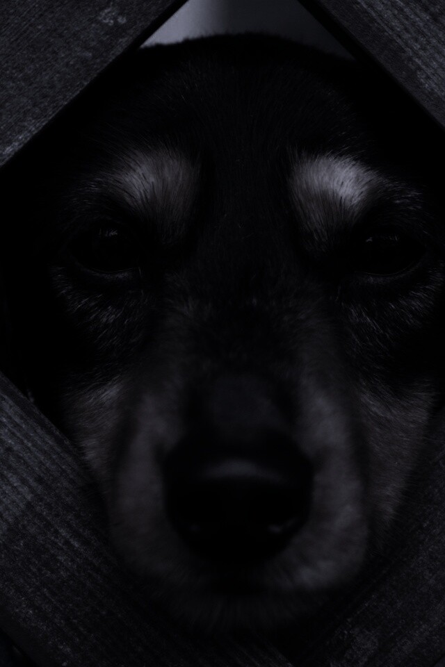 Мордочка в заборе обои