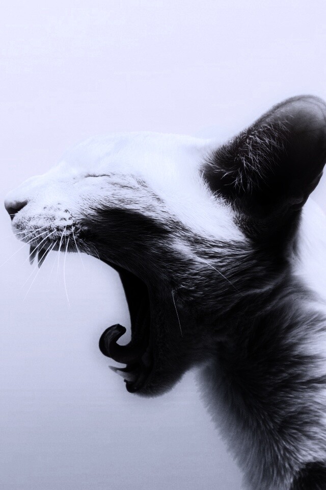 Кошака-зевака обои