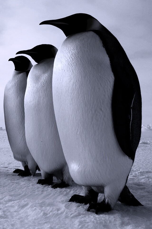 Слет пингвинов обои