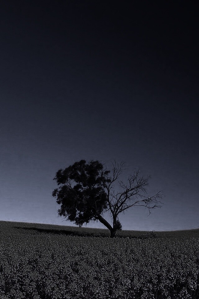 Дерево в поле обои