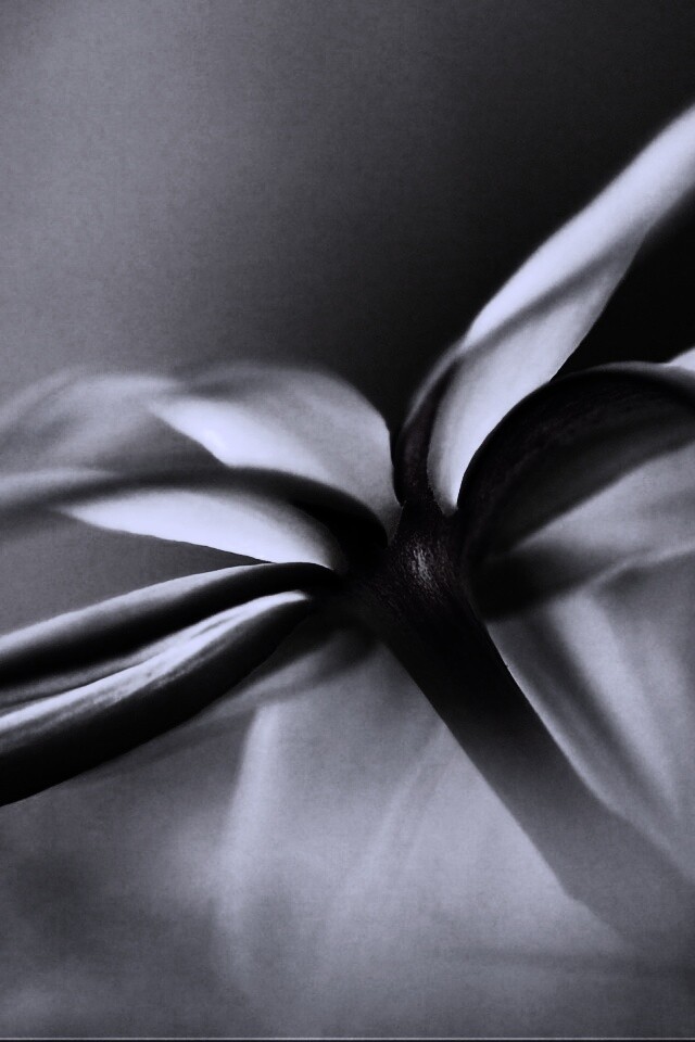 Цветок обои