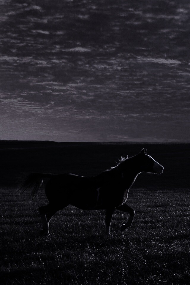 Мустанг обои