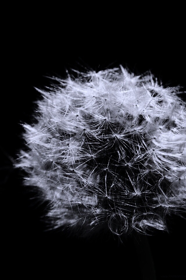 Одуванчик обои