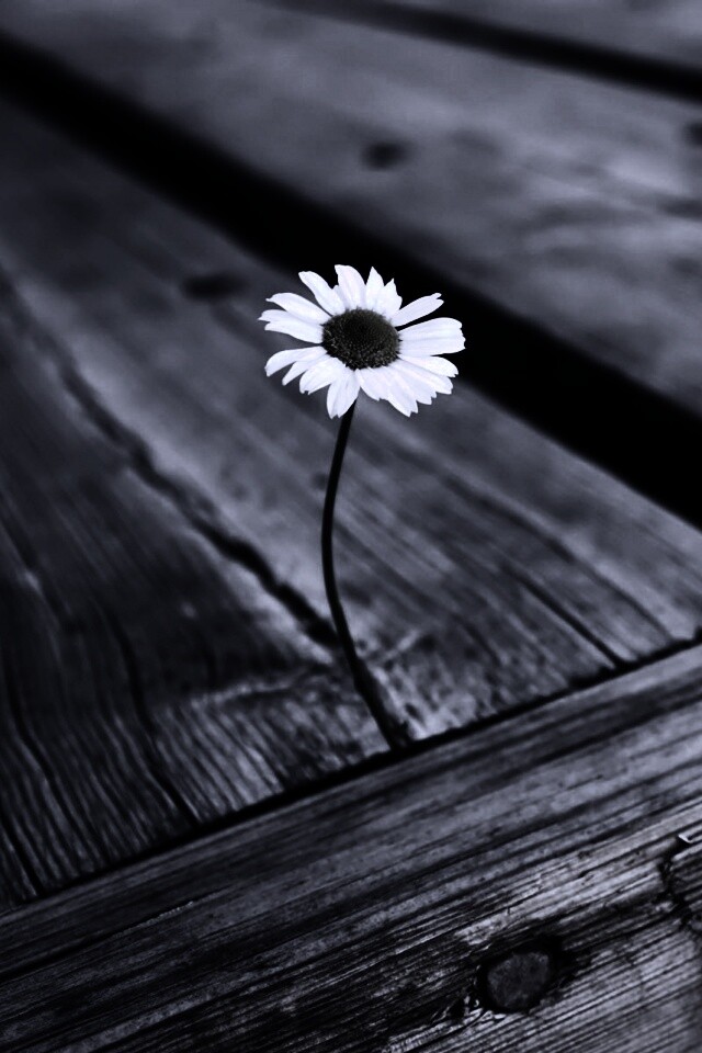 Жизнь среди смерти обои