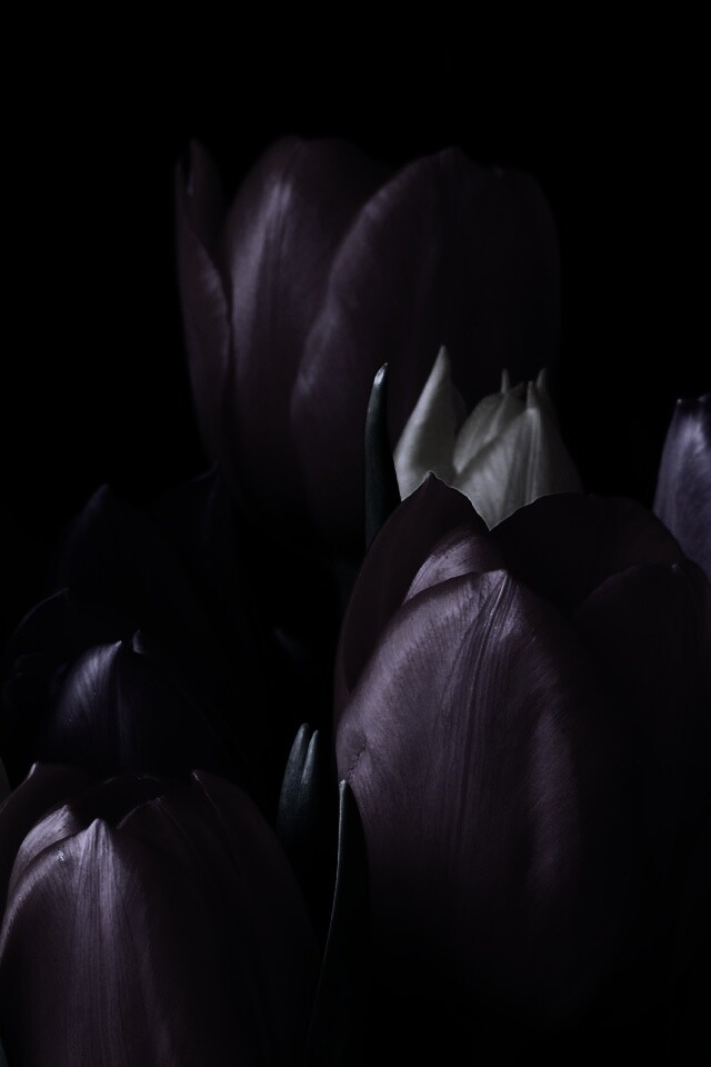 Тюльпаны обои