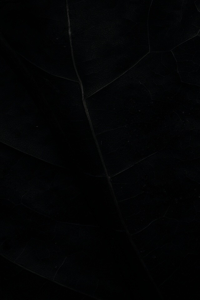 Макро зеленый лист обои