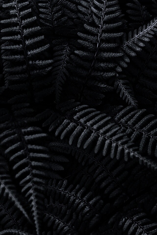 Папоротник обои