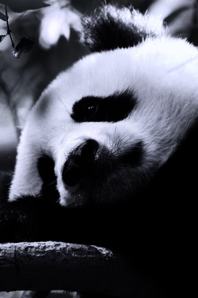 Грустный панда обои