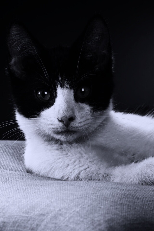 Кот на подушке обои