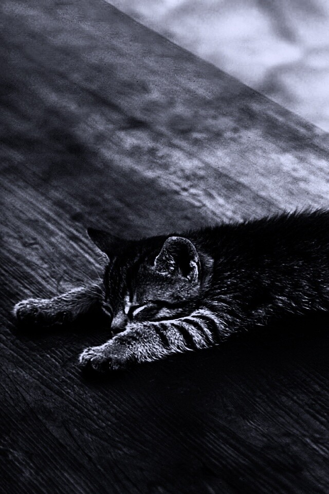 Растянувшийся кошара обои