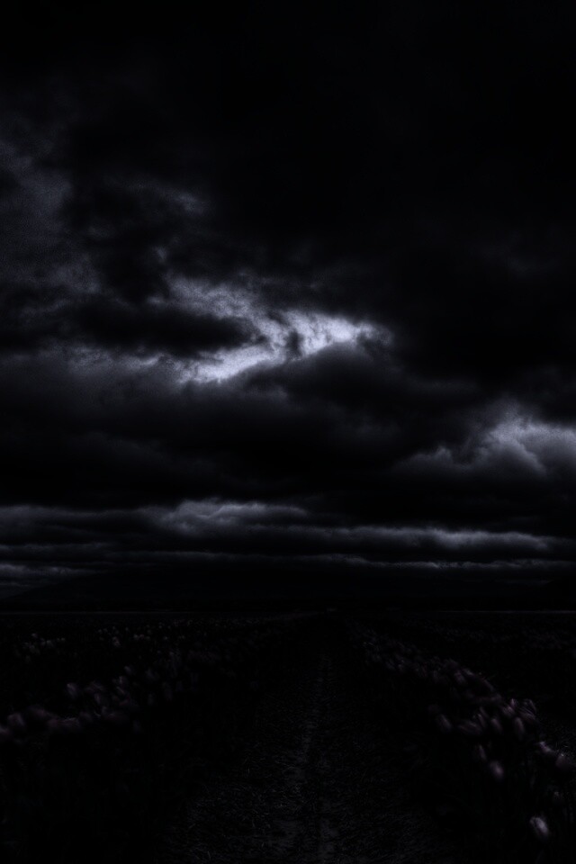 Цветочное поле под грозовым небом обои