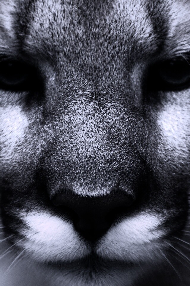 Взгляд большой кошки обои