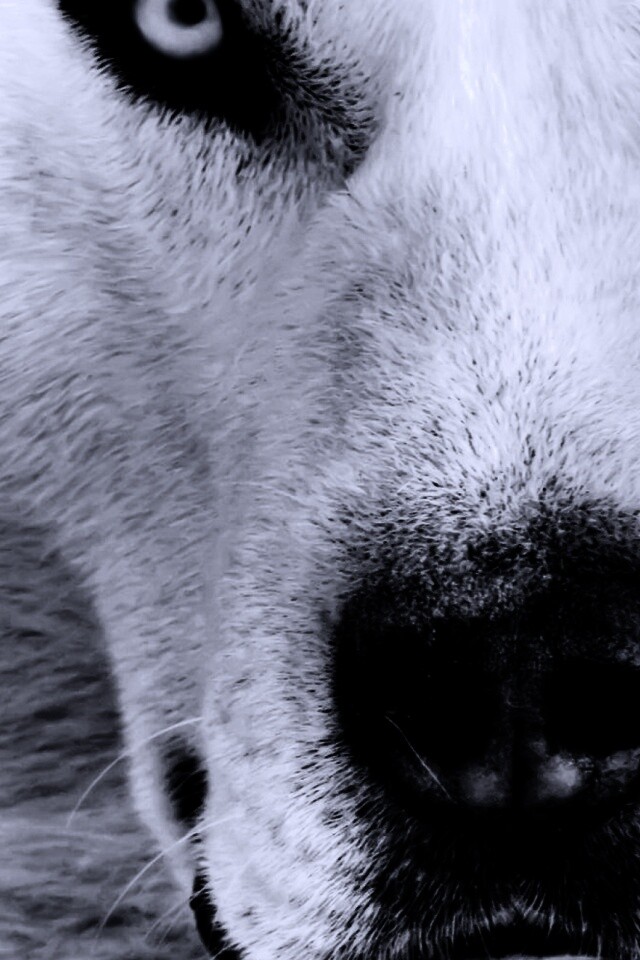 Сибирский хаски обои