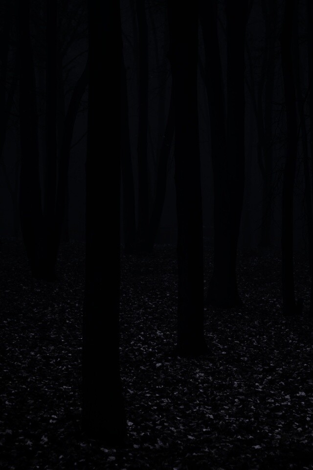 Таинственный лес обои