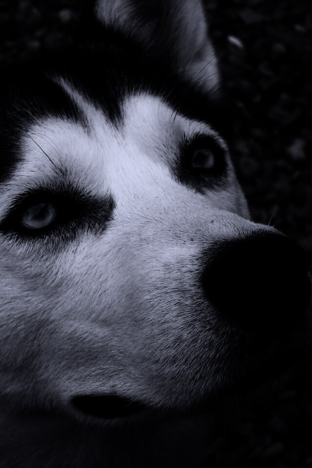 Собака хаски обои